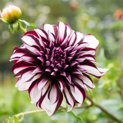 CYBEXIS Dinner Plate Dahlia Seeds Seed