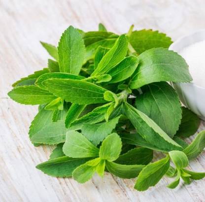 GEZ Candy Leaf - Stevia - Stevia Rebaudiana Seed