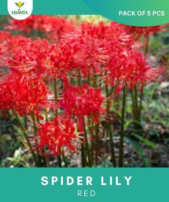 Udanta spider lily red flower bulb, gardening plant, Summer Flower, red color flower bulb Seed