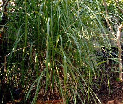 VibeX NDIR-68 - Silky Head Lemon Grass Seed