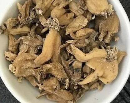 BHARAT JADI BOOTI Salab Punja - Salam Panja - Hatta Haddi - Marsh Orchid Seed