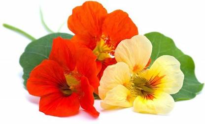 Biosnyg NASTURTIUM ALASKA MIX BLOSSOMS [200 Seeds] Seed