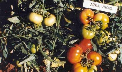 CYBEXIS Arka Vikas Tomato Variety500 Seeds Seed