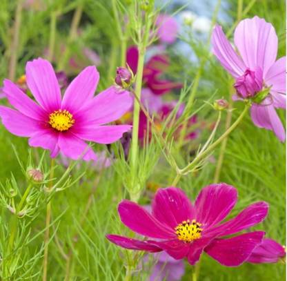 ZIXA Cosmos Flower Scatter Garden Mix Seed