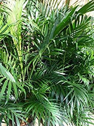 Kapebonavista Chamaedorea cataractarum cat Palm Plant Seed