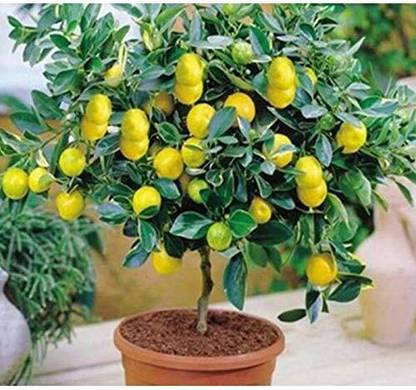 KNESSiN Fruit Meyer Lemon Dwarf Citrus[50 Seeds] Seed