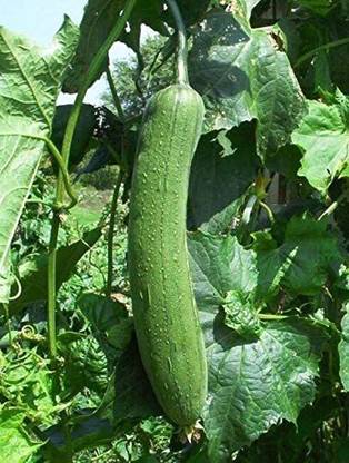 VibeX GBPUT-44 - Gourd Luffa Sponge Vegetable - (100 Seeds) Seed