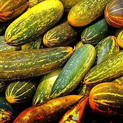 KNESSiN Dosakaya - Yellow Cucumber Heirloom[300 Seeds] Seed