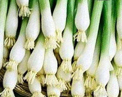 VibeX XLL-1 - Evergreen Bunching Onion - (1500 Seeds) Seed