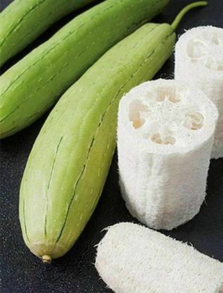 VibeX XLL-1 - Loofah Gourd Sponge (Luffa Aegyptiaca) - (100 Seeds) Seed