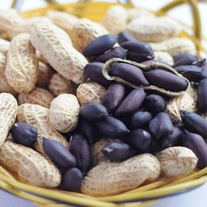 CYBEXIS Black Peanuts Seeds2000 Seeds Seed