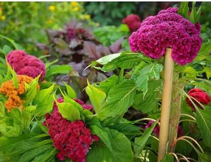 UGRA Mix Color Celosia Crested Cockscomb Seed