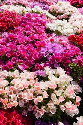 CYBEXIS Godetia Grandiflora Seeds, Clarkia, Farewell to Spring, Satin Flower Seed