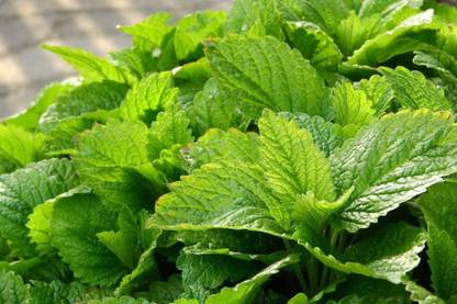 CYBEXIS PUAS-94 - Capricata Citronella Lemon Balm - (250 Seeds) Seed