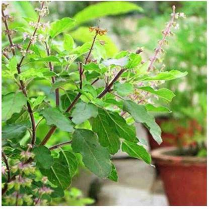 SEEDSART NXC - Gorgeous Tulsi Seeds " SEEDSART Tulsi " Organic 100 Seeds , F747 Seed