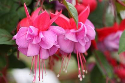 Globalplants FUCHSIA FLOWER BULBS Seed