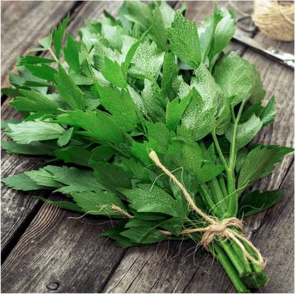 VibeX TLX-58 - Lovage Herb - (250 Seeds) Seed