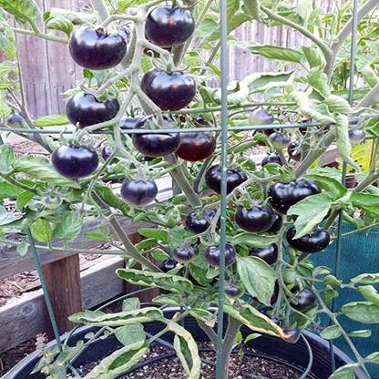 TRICONE Imported Black Tomato Hybrid Seeds For Gardening GH121 Seed
