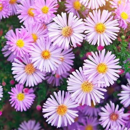 CYBEXIS New England Aster Seeds - Aster novae-angliae Seed