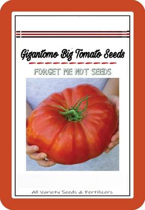 WILLVINE XXI Tomato Seeds Gigantomo Big F1 Hybrid [1g, 300 Seeds] Seed
