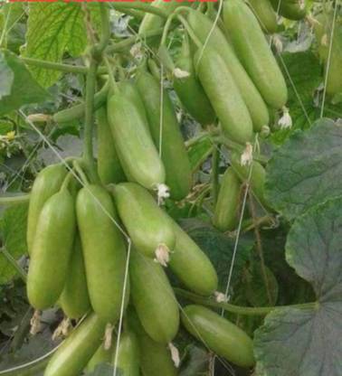 Onion beej Kgp cucumber seeds highest yield early fruiting long time harvesting Seed
