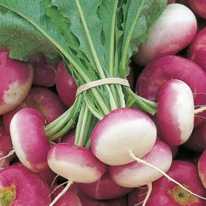 MAA Turnip, Shalajam Seed