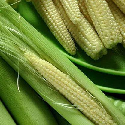 Qualtivate XXX-2A BABY CORN SEEDS Seed