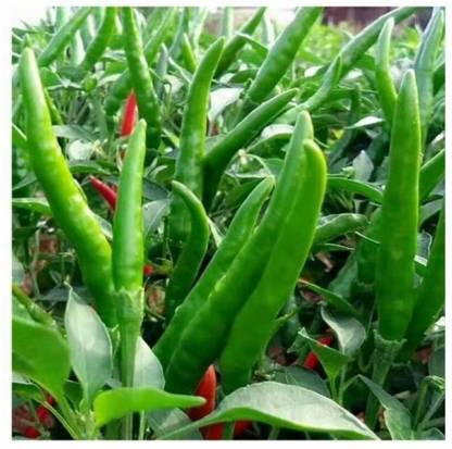 granthi Chilli (Mirchi) Bengali Surajmukhi Seed