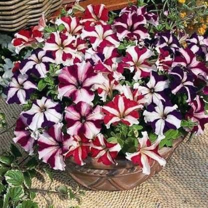 BDSresolve Basket flower seeds PACK OF 15 Seed