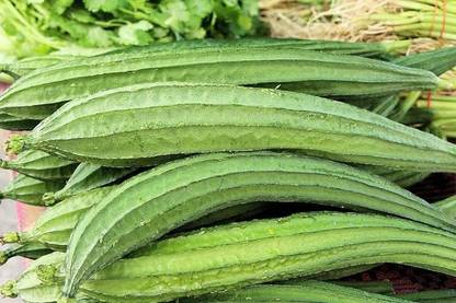 VibeX PAU-11 - Ridge Gourd |Turia Non-GMO - (100 Seeds) Seed