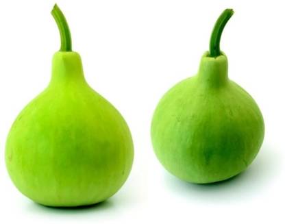 UGRA Bulb Type (Latu) Bottle gourd Seed