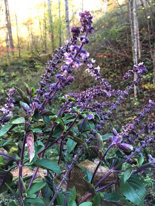VibeX ® VXI-44 African Blue Basil Seed