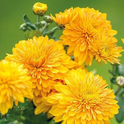 Aywal Rainbow Chrysanthemum Flower Seed
