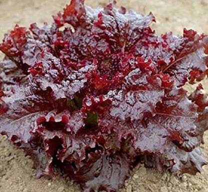 VibeX ® RXI-815 Ruby Red Lettuce Leaf Seeds Seed