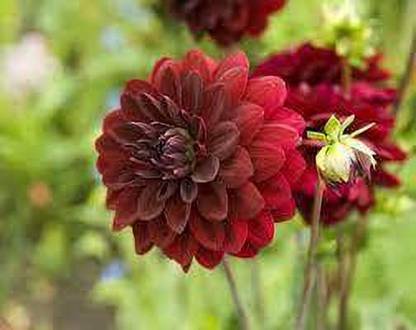 SREE dalia Seed