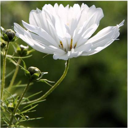 CYBEXIS Hybrid Cosmos 'Fizzy Mixed' Seeds. Fizzy Cosmos Seed