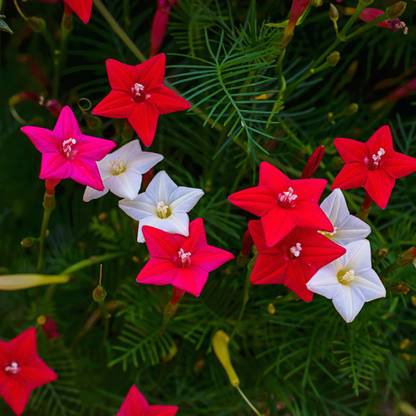 M-Tech Gardens Rare Star Glory " Mixed " Cypress Vine / Ipomoea quamoclit Seed