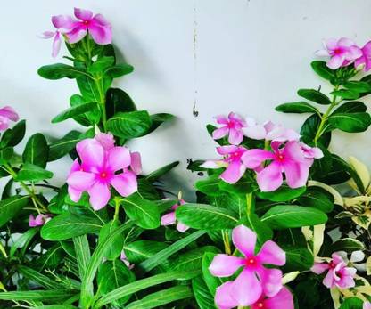 Seedsqlty Vinca flower seeds hybrid mix colour, high germination (16 seeds) Seed