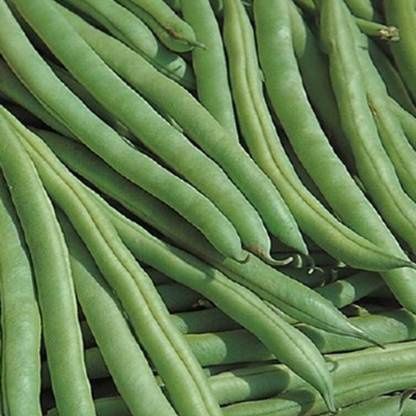 Avysa French Bean - Nautica Seed