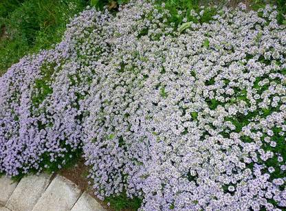 Aywal Sweet Alyssum Seed