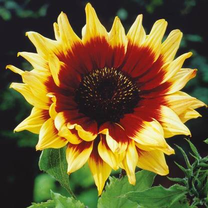 M-Tech Gardens Rare Hybrid Sunflower " Magic Roundabout " Exotic 30 Seed