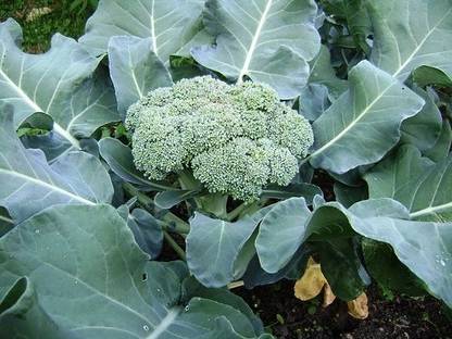 TRICONE Hybrid Broccoli Gobhi Gardening Plant Seeds 60 Seeds QA83 Seed