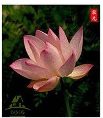 CYBEXIS VVI-38 - Water Lily Flower Non-GMO - (30 Seeds) Seed
