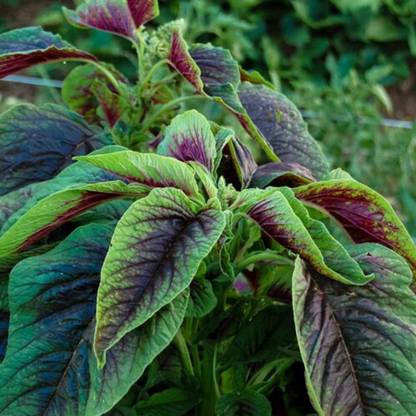 CEZIUS Amaranth Leaf Chawli Chaulai Thotakura Red Amaranth Callaloo Chinese Spinach Seed