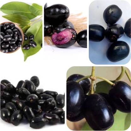 seedx Premium Black Plum ( Jamun ) Fruit Seed