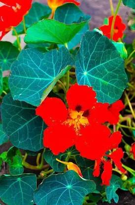 MAA Nasturtium Seed