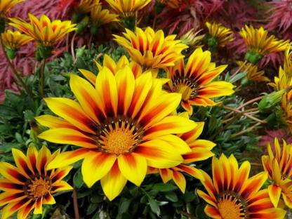 CYBEXIS Gazania Big Kiss Yellow Flame Seeds - 50% bigger flowers Seed
