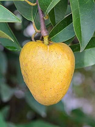 Aywal Annona fruit seeds,annona squamosa fruit tree Seed
