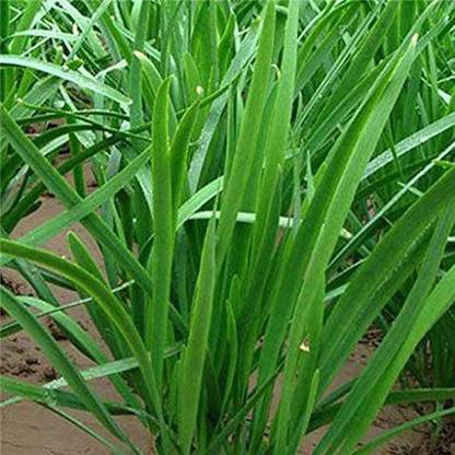 VibeX VVI-38 - Garlic Chives (Allium tuberosum) - (2250 Seeds) Seed