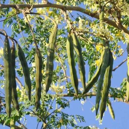 jkfarm Moringa, Drumstick, Sojna Seed